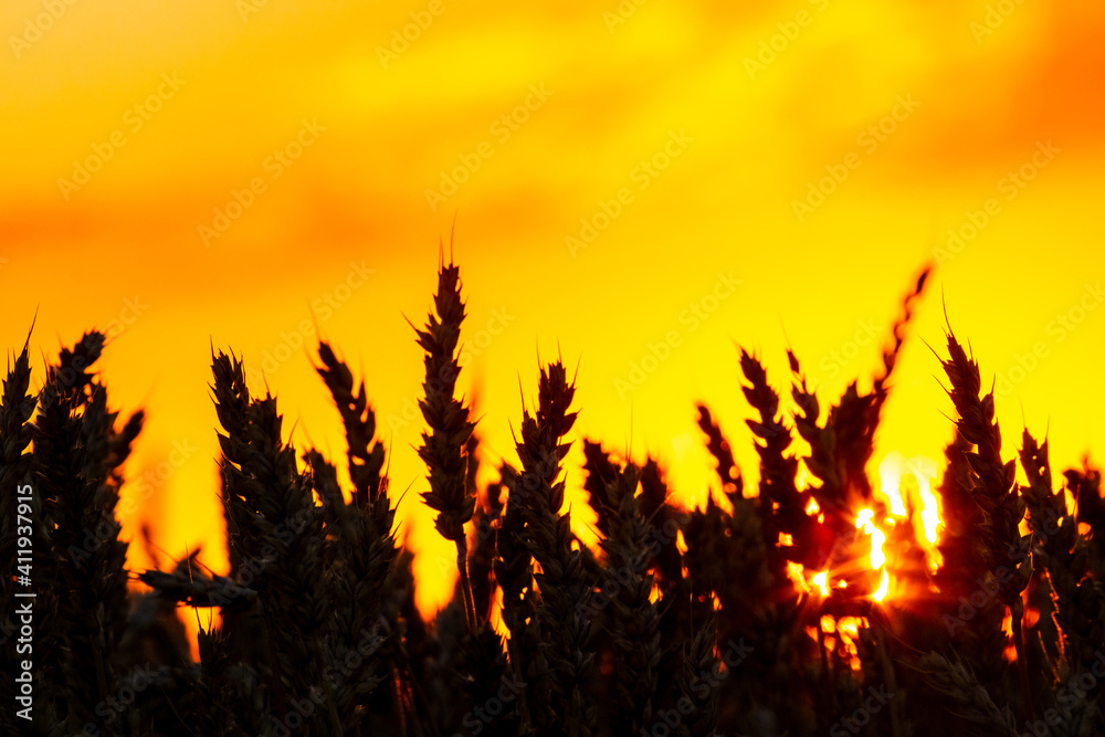 Silhouettes of wheat ears in the field during sunset on a background of picturesque yellow sky