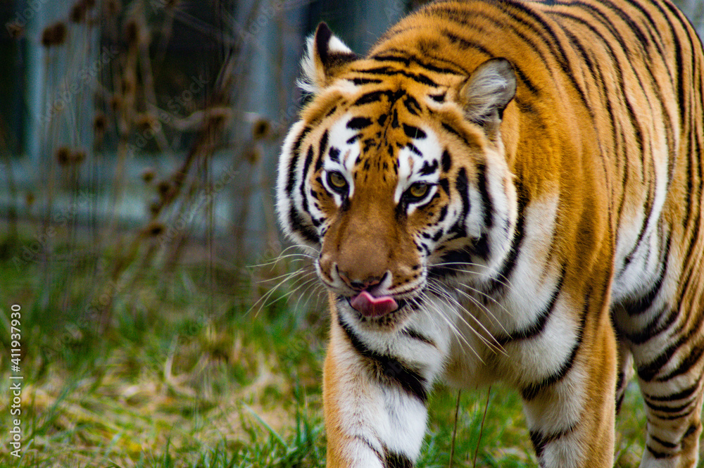 Tiger at Sofia/Bulgaria Zoo Tiger at Sofia/Bulgaria Zoo