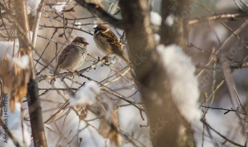 panoramic photo with a group of small funny birds sparrows sit on a branch in different poses in a winter Park. very cold winter polar vortex day looks like in the open countryside
