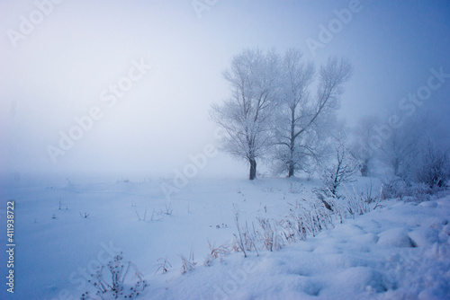 Wallpaper Mural Beautiful trees in winter landscape in early morning in snowfall. Torontodigital.ca