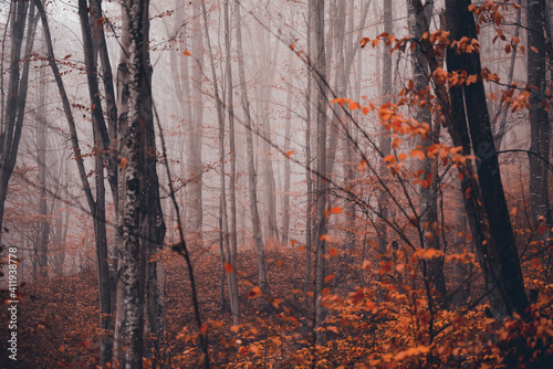 autumn foggy landscape in the middle of a wild deciduous forest. amazing multicolored leaves in the wild © badescu