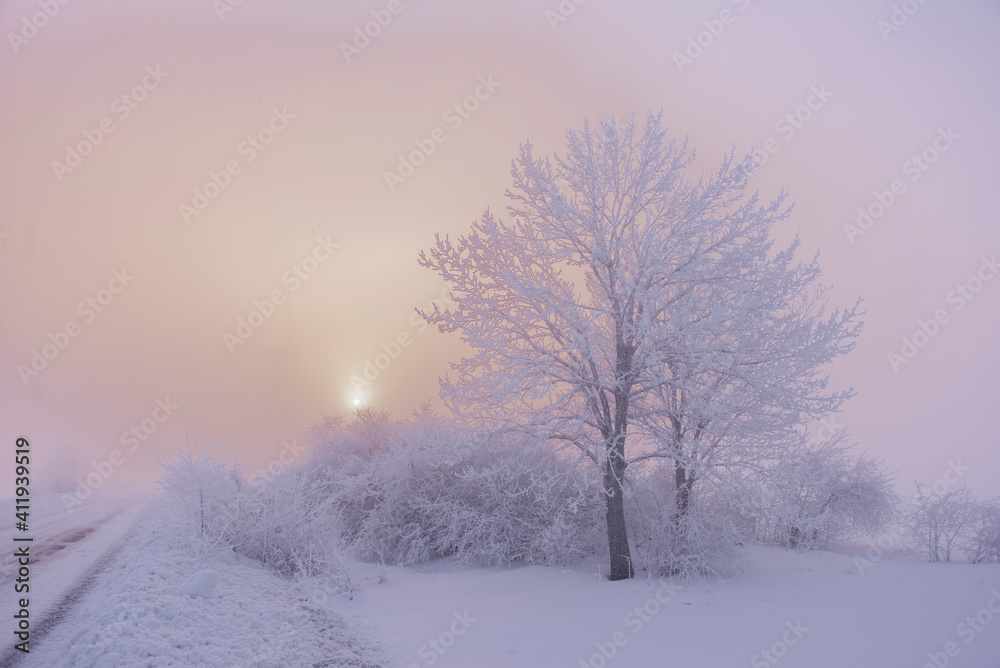 Beautiful trees in winter landscape in early morning in snowfall. Beautiful trees in winter landscape in early morning in snowfall.