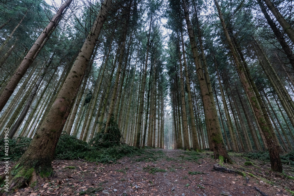 Obraz premium Baumkronen im dichten Wald