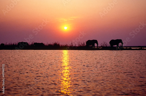 Elephant silhouettes at sunset in Zimbabwe