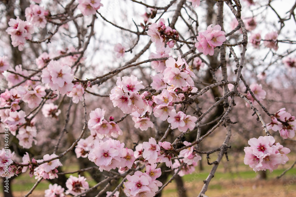vista de cerca de las flores de un almendro , Prunus dulcis vista de cerca de las flores de un almendro , Prunus dulcis