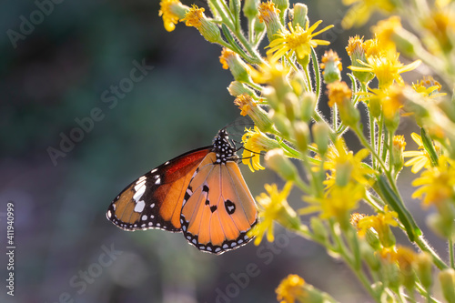 Sultan butterfly on plant ;...