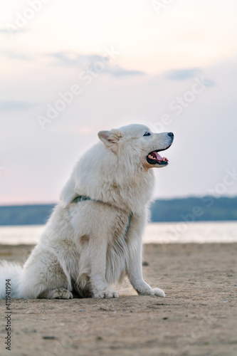 Big white dog with fluffy hair of samoyed breed, sitting on the sand near lake outdoors. Foggy summer day.