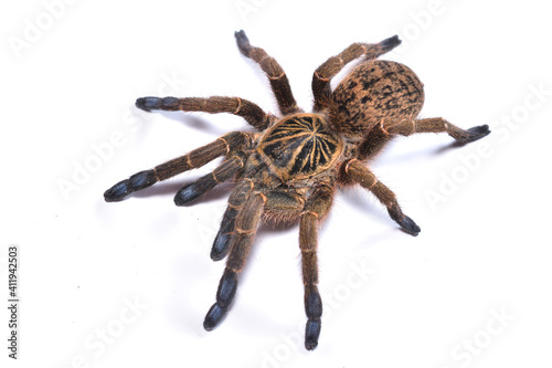 Close-up picture of the blue-foot baboon spider or trap-door tarantula Idiothele mira (Araneae: Theraphosidae) from KwaZulu-Natal, South Africa, photographed on white background.