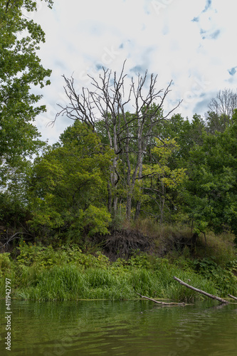 An old dead lifeless tree on the banks of the Khoper River that I saw when I was on a solo kayak trip.