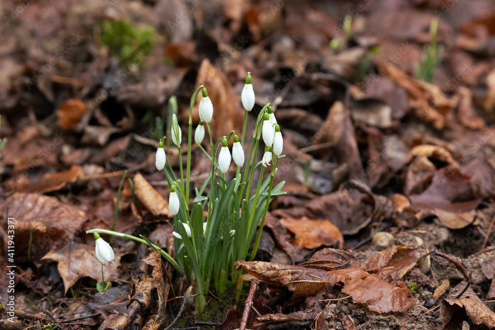 Wild snowdrops bloom among old leaves in the forest Wild snowdrops bloom among old leaves in the forest