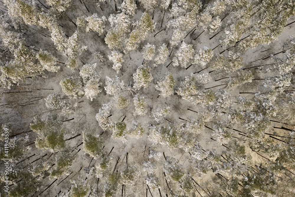 Snowy forest - aerial view. Directly above. Masuria, Poland