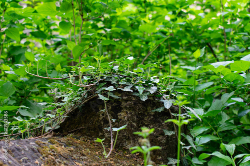 Ivy. Forest plant