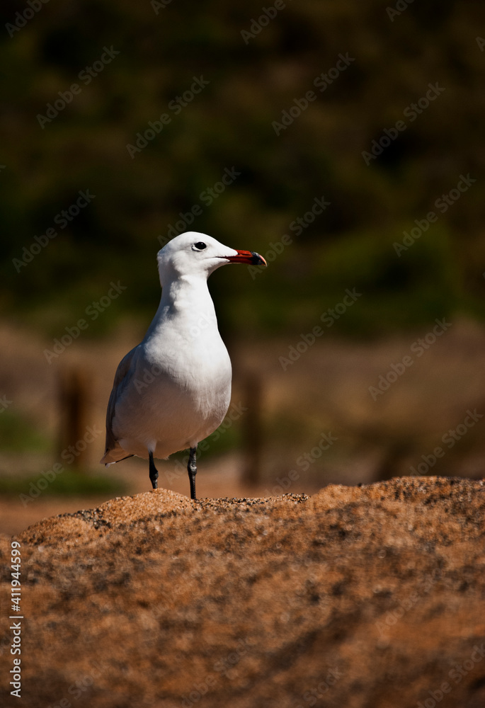 Fototapeta premium Siempre pensé que los animales posan, y esta gaviota Audouin lo hace con una elegancia en la roja arena de la playa de Binimel-la, que enamora y llena la imagen