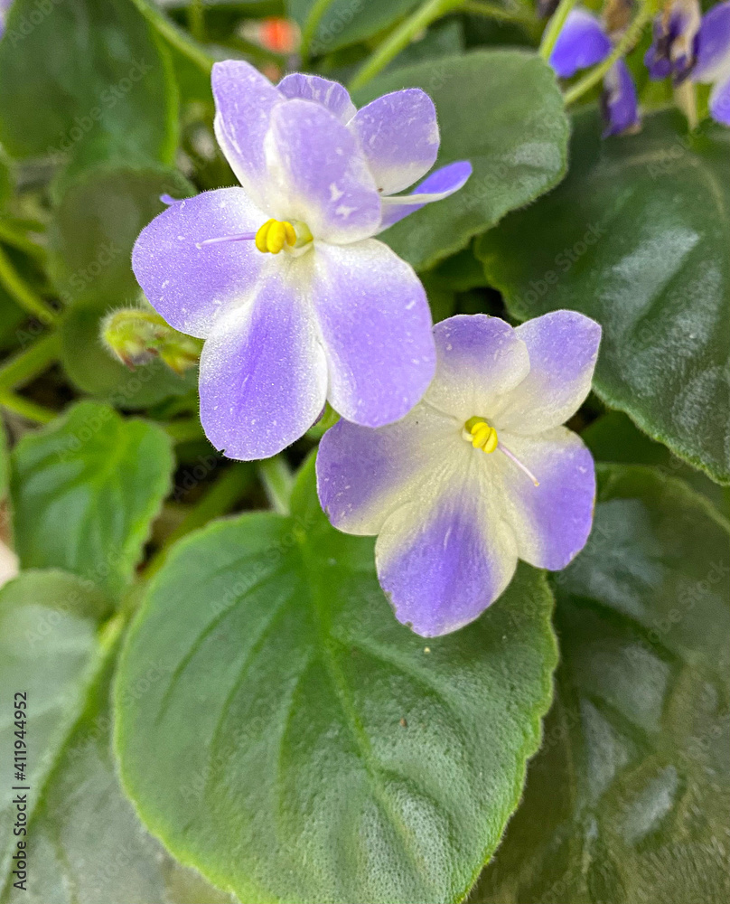 Violet flowers with green leaves Violet flowers with green leaves