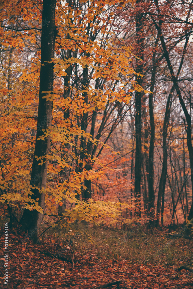 Obraz premium autumn foggy landscape in the middle of a wild deciduous forest. amazing multicolored leaves in the wild