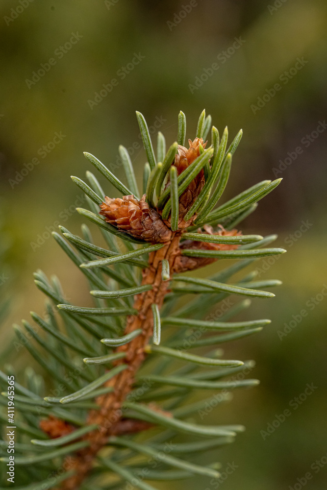 Close up of a conifer twig