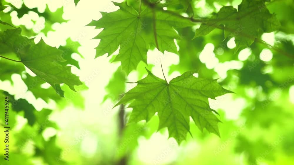 Green leaves on tree branch blowing. The sun rays shine and twinkle through the leaves and branches Green leaves on tree branch blowing. The sun rays shine and twinkle through the leaves and branches