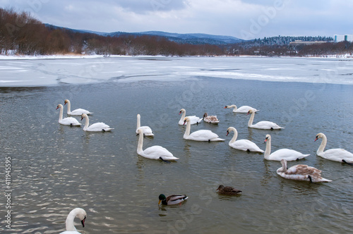 white swans come ashore near the winter forest