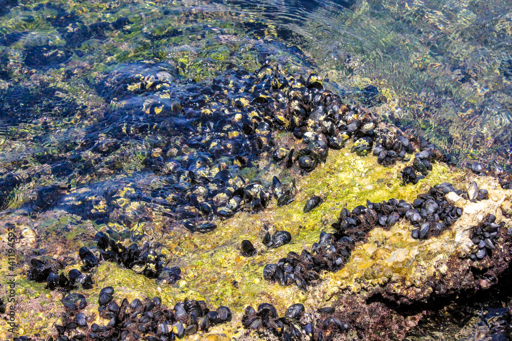 Mussels on a rock with low tide
