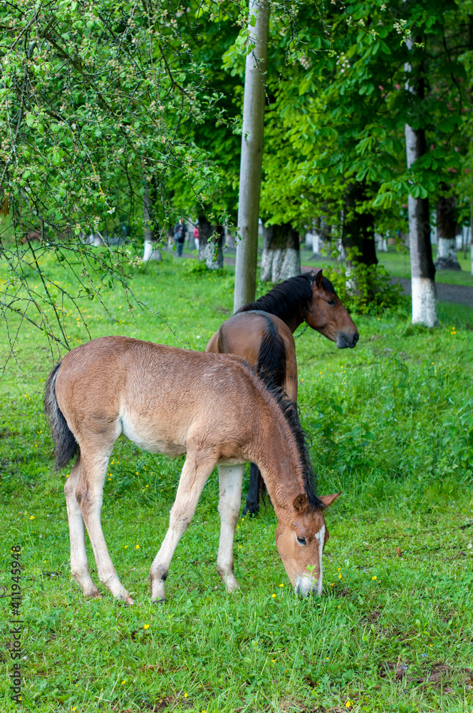 wild horse on a large meadow with beautiful scenery of blue sky and quiet at sunrise wild horse on a large meadow with beautiful scenery of blue sky and quiet at sunrise