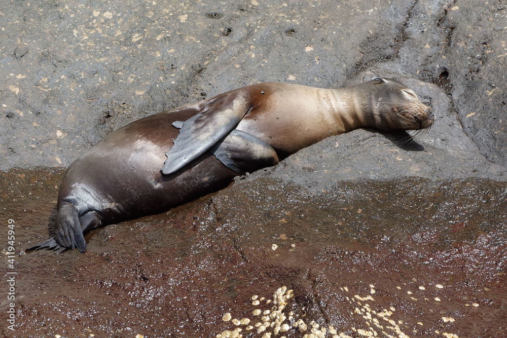 Fototapeta premium Sea lion (Zalophus wollebaeki) sleeping on a rock in Galapagos Islands, Ecuador
