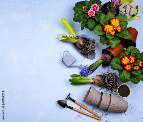 Spring gardening concept with blooming flowers