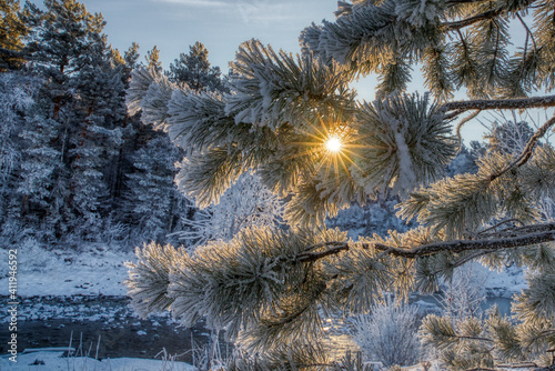 snow covered cedar