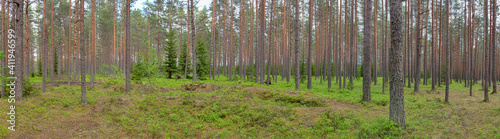 panorama with blueberry bushes between pines © Alexander Potapov