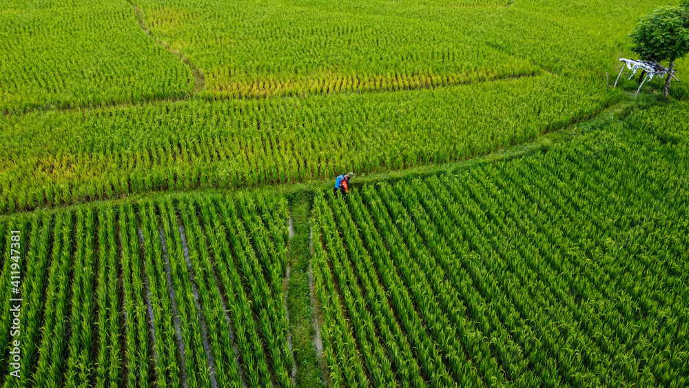 Aerial view of senior farmer are in the fields Bogor - Indonesia. 