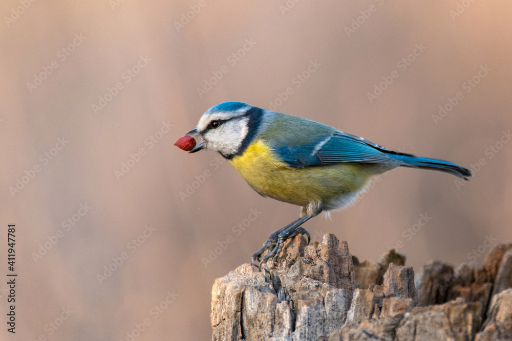 Obraz premium Blue tit Cyanistes caeruleus with peanuts in its beak. Beautiful background
