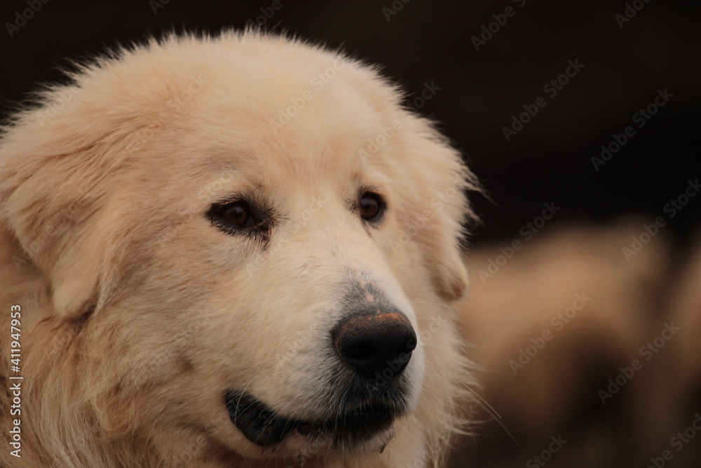 chien patou chien patou