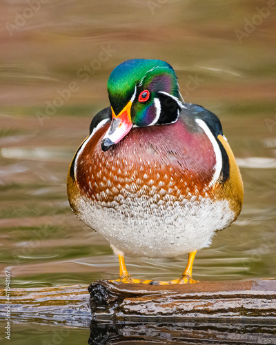 Canvas Print A plump male wood duck standing on a log in portrait pose during winter at Yello