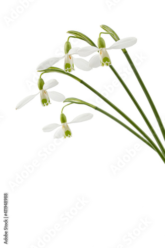 White flowers of snowdrop  lat. Galanthus nivalis   isolated on white background