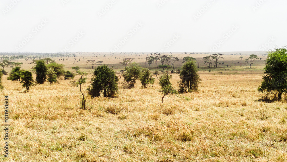 trees in the field