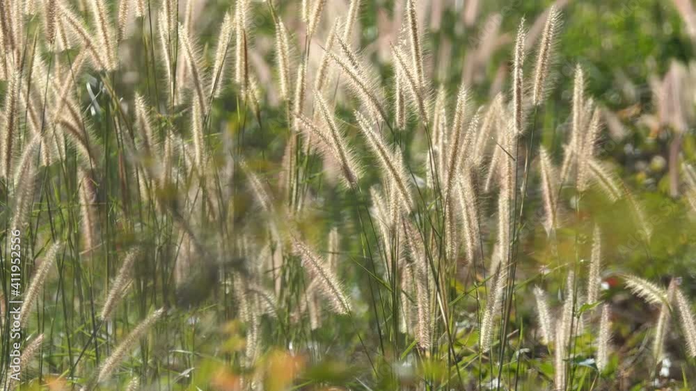 The Liliopsida. or Poaceae or Weed Flowers fields The Liliopsida. or Poaceae or Weed Flowers fields