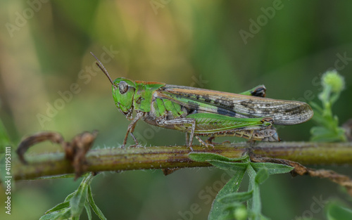 Grüne Strandschrecke - (Aiolopus thalassinus) - streng geschützte Heuschreckenart.