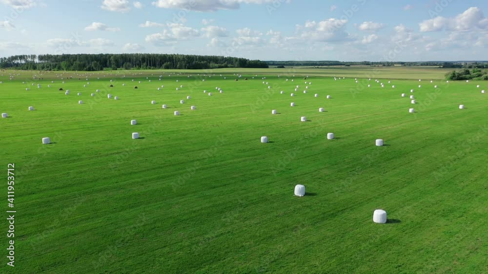 Agricultural Field With White Hay Rolls Wrapped In Package For Haulage Agricultural Field With White Hay Rolls Wrapped In Package For Haulage