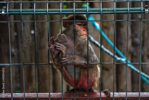 monkey behind bars