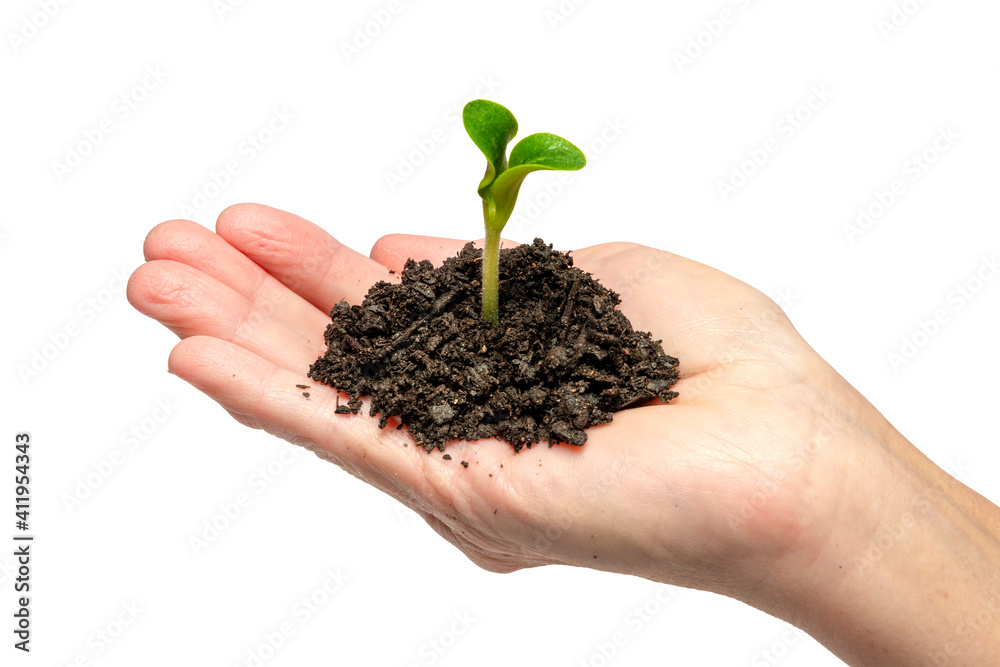Tender Young Sprout In Woman’s Hand Isolated On White Tender Young Sprout In Woman’s Hand Isolated On White