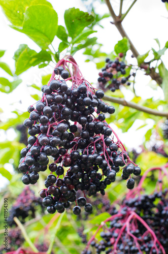 Bunches of elderberries