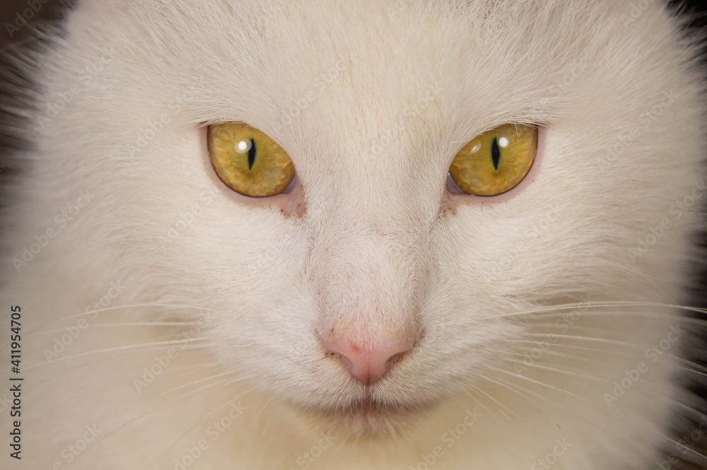 White cat with yellow eyes looking straight up