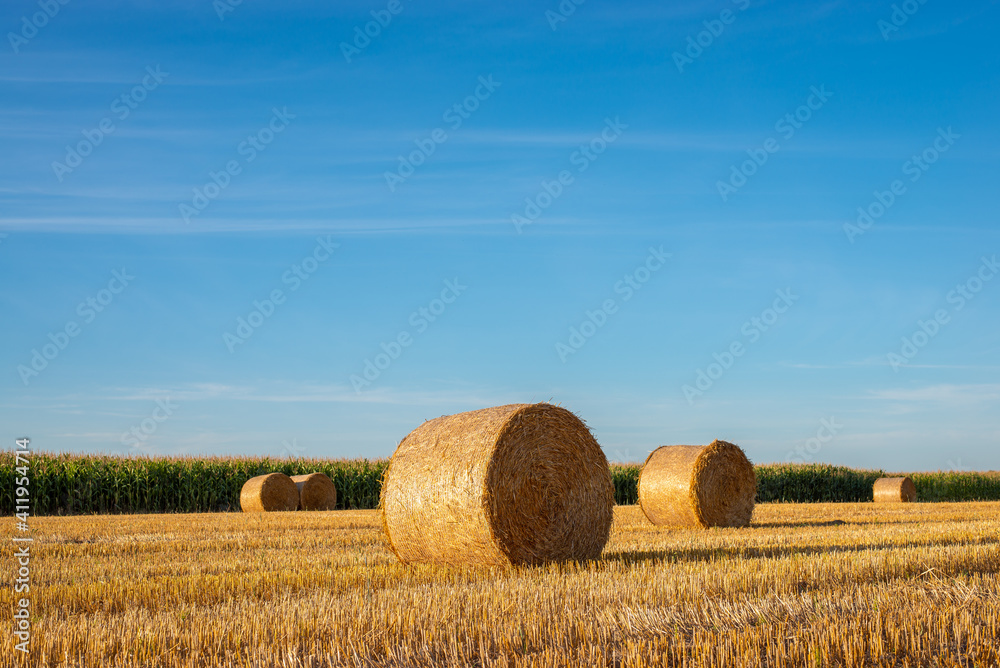 Straw bales on agricultural field. Raral landscape