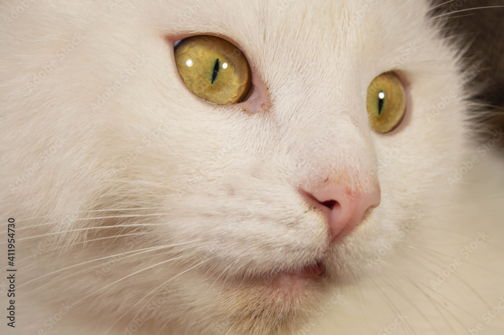 White cat with yellow eyes looking to the right up close