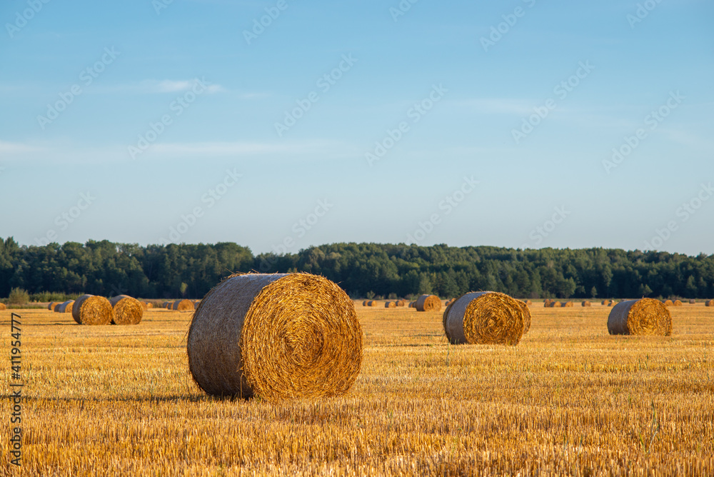 Evening landscape of straw bales after the harvest of rye. Rural landscape Evening landscape of straw bales after the harvest of rye. Rural landscape