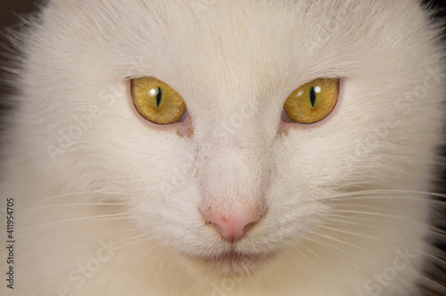 White cat with yellow eyes looking straight up