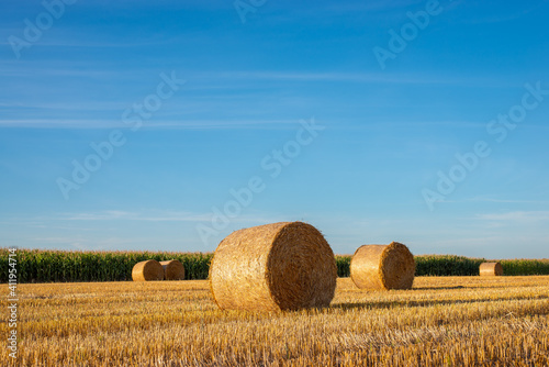 Straw bales on agricultural field. Raral landscape