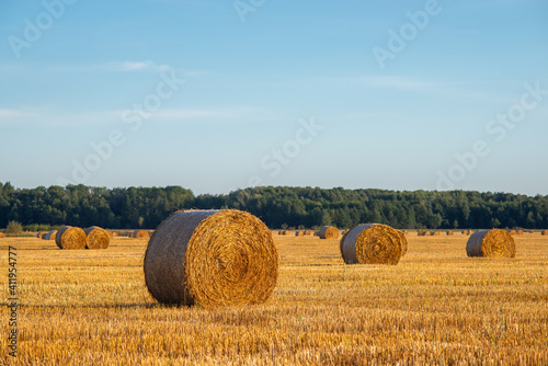 Evening landscape of straw bales after the harvest of rye. Rural landscape