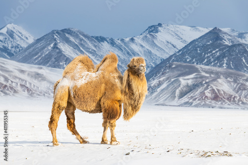 Bactrian camel in winter landscape