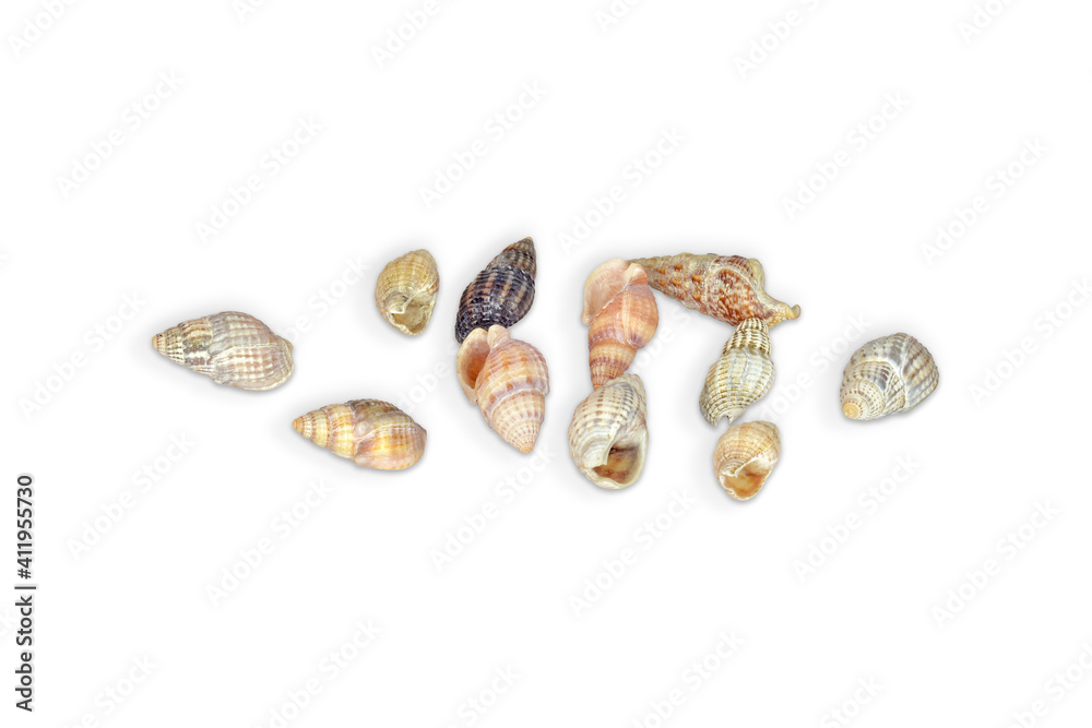 Seashells scattered on white background