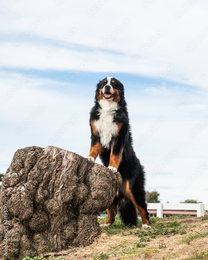 bernese mountain dog standing on a log with blue sky behind